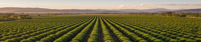 Química inorgánica funcional para la agricultura moderna
